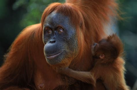 orangutans endangered